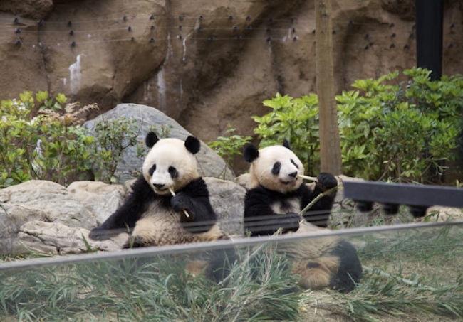 日本上野動物園的2隻大熊貓「曉曉」和「蕾蕾」。   圖 : 翻攝自人民網
