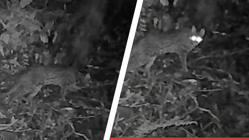 阿里山睽違31年再現石虎！紅外線相機於海拔1,752公尺捕捉回眸影像，創嘉南最高紀錄並證實生態復育成果。   圖：翻攝自嘉義分署攝影畫面／新頭殼合成