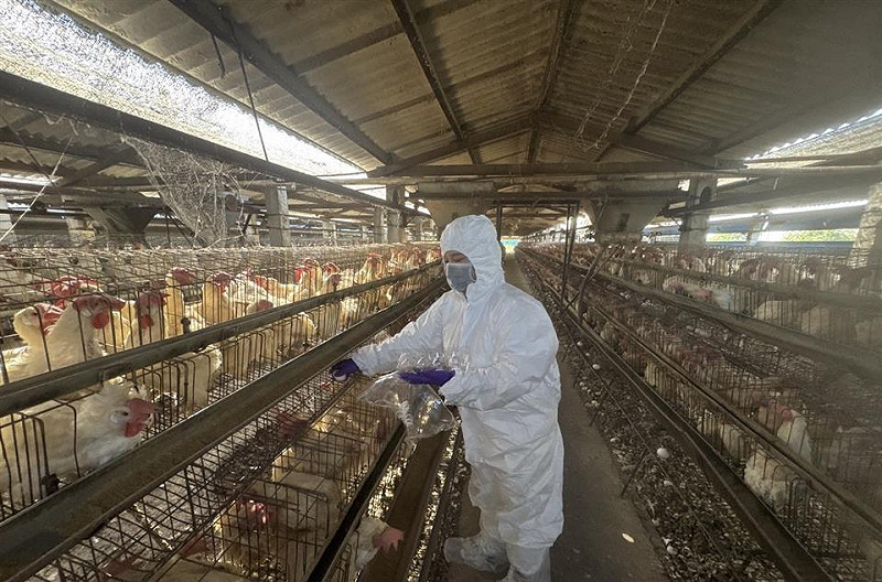 彰化縣宣布啟動蛋雞場「芬普尼全面採樣監測」，首批採檢34家。   圖：彰化縣政府提供