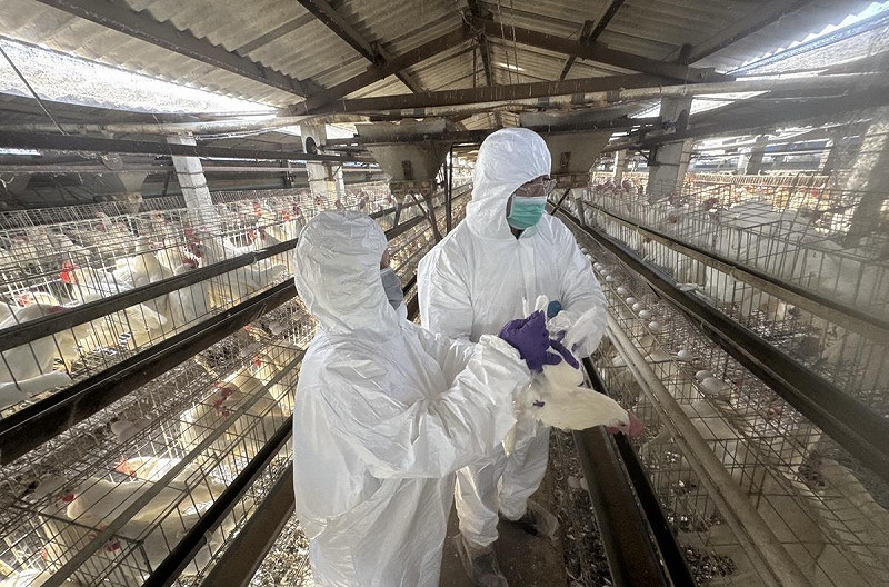 縣府前往高風險雞場採檢雞蛋、飼料、羽毛及飲水等項目樣本。   圖：彰化縣政府提供