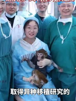 中國研究團隊宣布，經基因編輯的豬腎在獼猴體內成功存活超過一年，突破性成果引發對異種器官移植的關注，但仍面臨免疫排斥等挑戰。   圖：