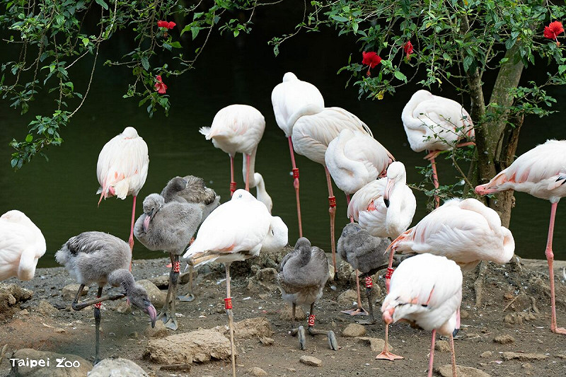 大紅鶴寶寶平時經常在岸邊一字排開迎賓，模樣相當可愛逗趣。   圖：台北市立動物園／提供