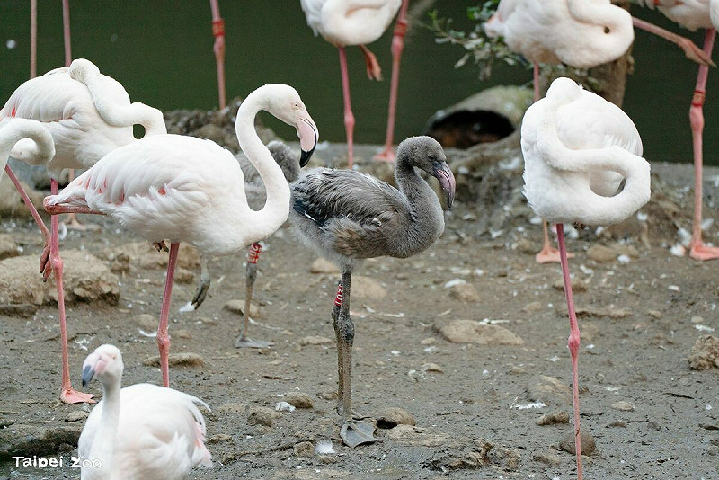目前大紅鶴寶寶僅1到2個月大，還須由親鳥餵食。   圖：台北市立動物園／提供
