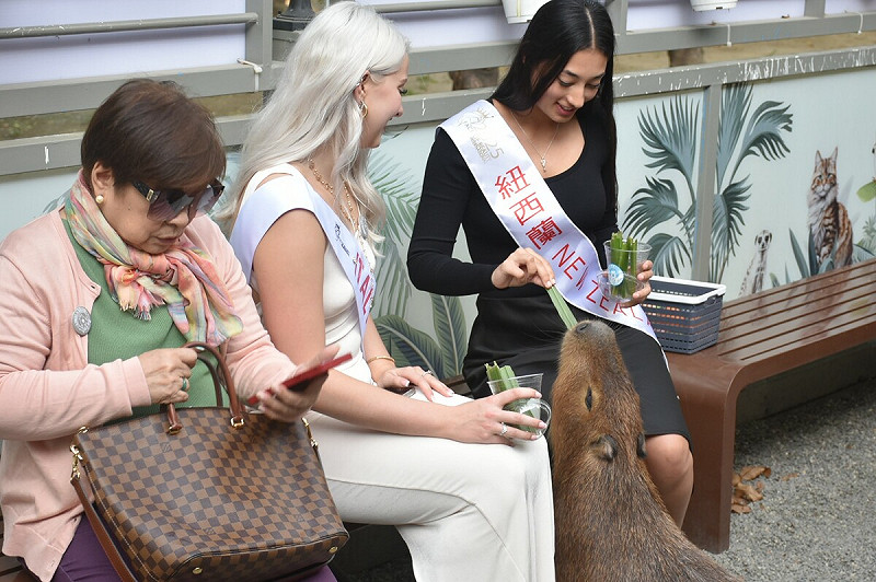 紐西蘭小姐餵食可愛的水豚。   圖：孫家銘攝