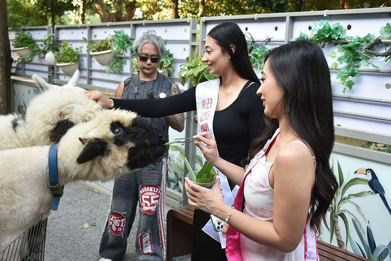 佳麗餵食羊駝並伸手撫摸，心情一下子被療癒。   圖：孫家銘攝