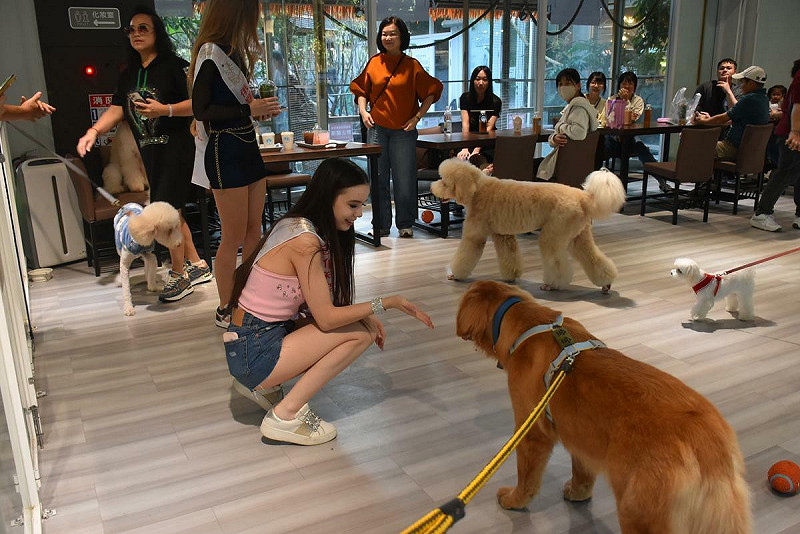 佳麗與可愛的寵物互動，玩得不亦樂乎。   圖：孫家銘攝