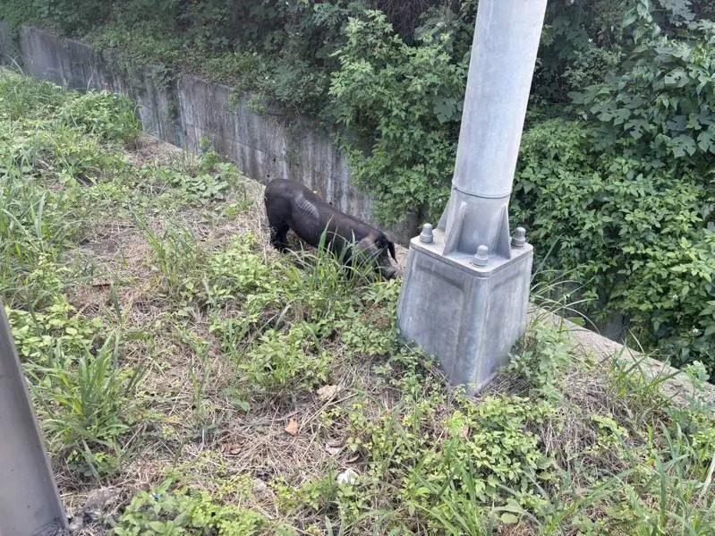 黑豬在台64線往新店方向觀音山隧道內亂竄，嚴重影響交通。   圖：翻攝畫面