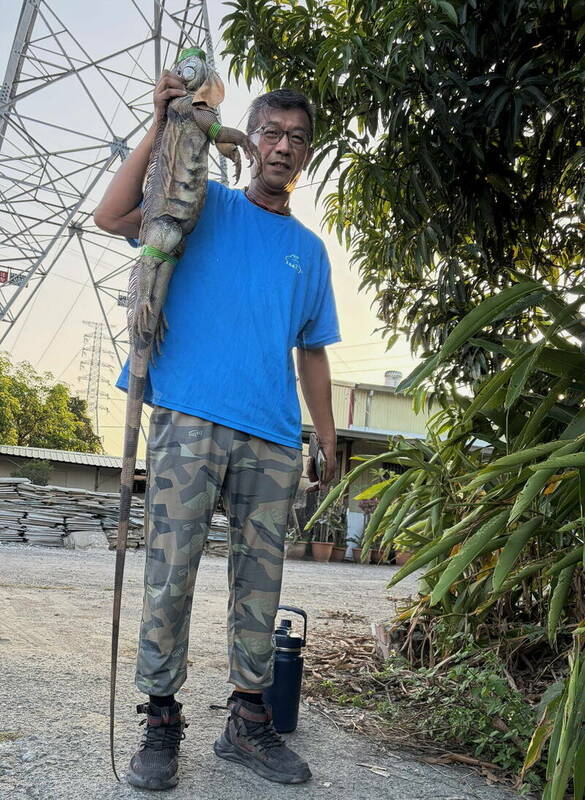台南綠鬣蜥失控日抓70隻，新化捕獲193公分哥吉拉級巨物，巨型個體也有越來越多的趨勢。   圖：台南市政府／提供