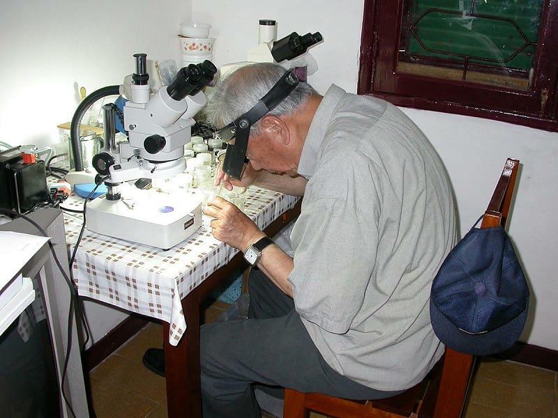 全球3,000多種蚊科昆蟲中，有32種由連日清博士親自發表，另有19種蠓科物種由他發表命名。   圖：國立台灣大學公共衛生學院副院長蔡坤憲/提供