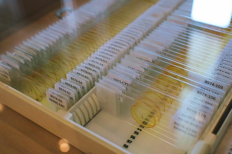 科博館今典藏連日清博士家屬捐贈的6,274件玻片標本，涵蓋超過210種蠓科及其他昆蟲種類。   圖：國立自然科學博物館/提供