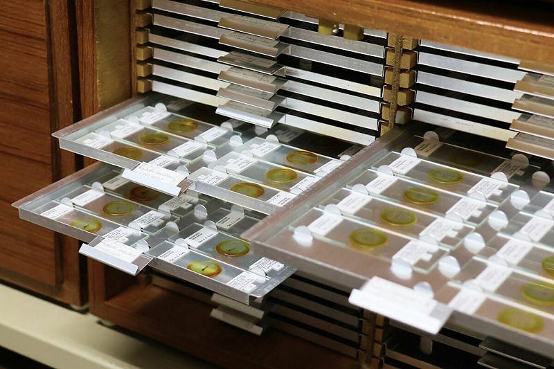 在時任副館長李家維博士協助下，連博士捐贈10,826件蚊子標本，每件皆附有完整採集與鑑定資訊，具高度研究價值。   圖：國立自然科學博物館/提供