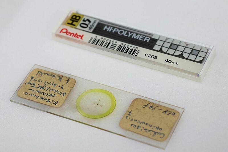 新入館的蠓科玻片標本，對科博館目前進行的小黑蚊防治研究提供關鍵性助益。   圖：國立自然科學博物館/提供