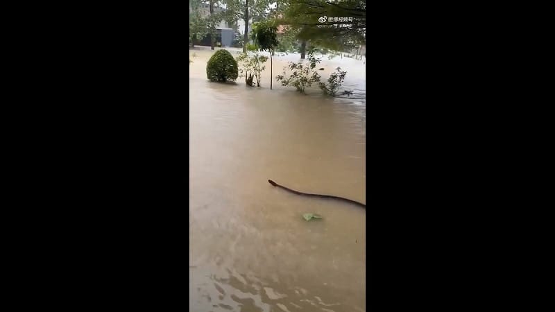 泰國南部近期因連日豪雨，爆發嚴重的洪水災情，甚至有 10 公尺長的網紋蟒在被淹沒的街道上游泳，引發大量網友關注。   圖：擷取自 @gdtnco X 分享影片