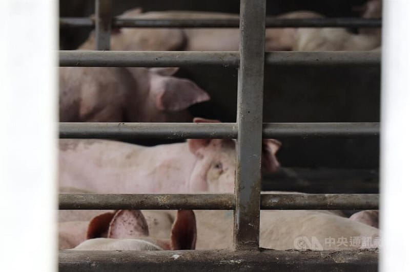 圖為彰化縣一間豬場。（中央社檔案照片）   圖：中央社提供