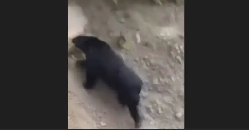 南投鄉仁愛鄉翠華村翠巒社區民眾白天目睹黑熊在山壁爬行。   圖／林業及自然保育署南投分署提供，2025.12.06