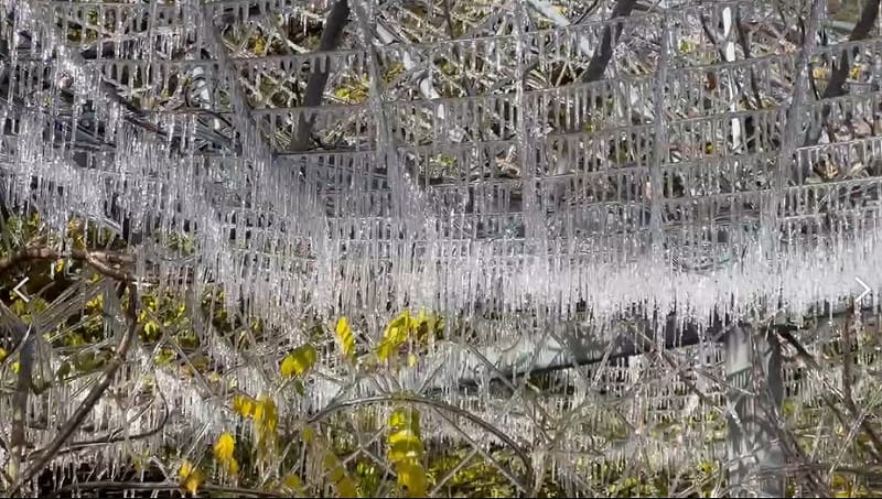武陵農場壯觀的「冰晶簾」。   圖/武陵農場提供