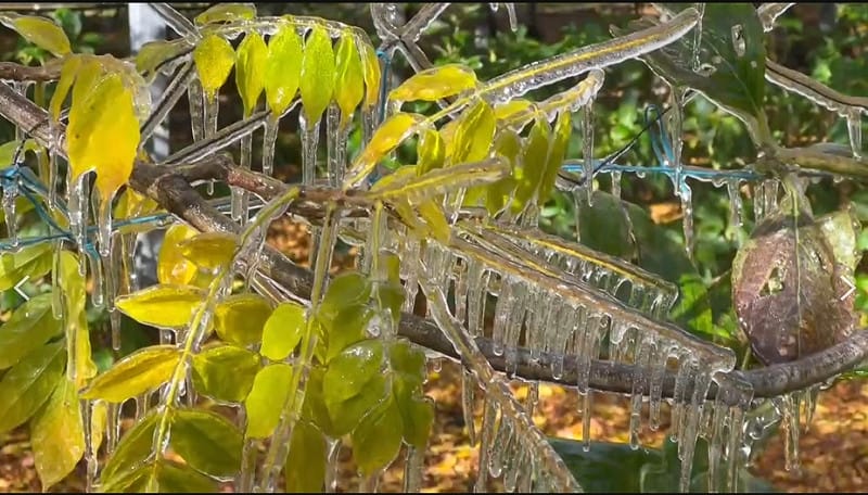 武陵農場壯觀的「冰晶簾」。   圖/武陵農場提供