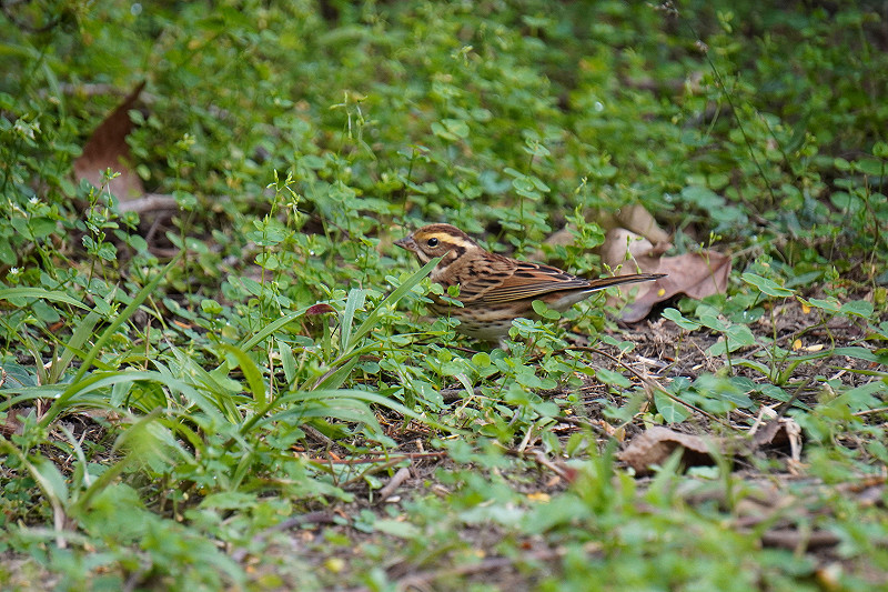 科博館提醒，切勿為了拍攝黃眉鵐而做出餵食、誘拍等干擾野鳥行為。   圖：國立自然科學博物館／提供