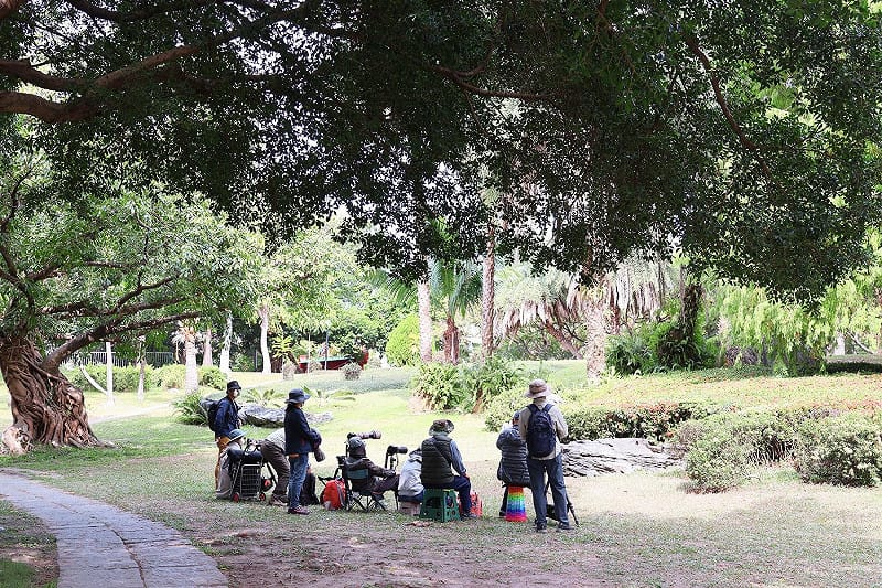 黃眉鵐在位於市中心的科博館戶外草坪現蹤，吸引大批鳥友朝聖。   圖：國立自然科學博物館／提供