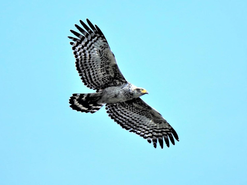 台灣鷹鷲科鳥類,包括留鳥、冬候鳥、過境鳥、迷鳥約有二十種。 圖:邱顯明/攝