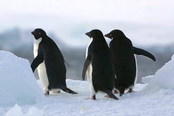 大規模饑荒奪走了南極洲數以千計企鵝寶寶的性命，因為海冰異常地厚，企鵝爸媽不得不跑到更遠的地方覓食。保育人士今天表示，這是場「災難性的繁殖失敗」。   圖 : 翻攝自極地探索/網站