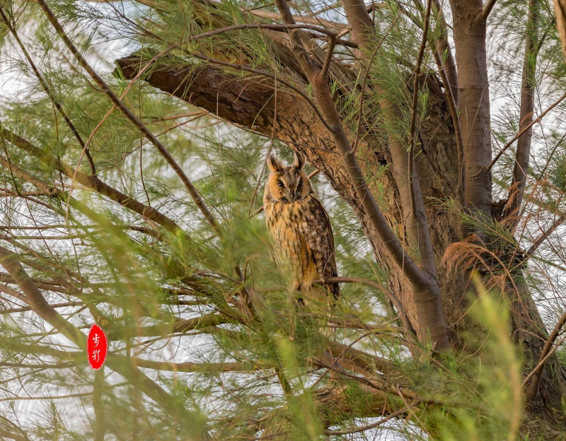 珍貴稀有保育類動物長耳鴞，現身八里區1處公園。   圖：新北市動保處提供、汪忠皇/攝