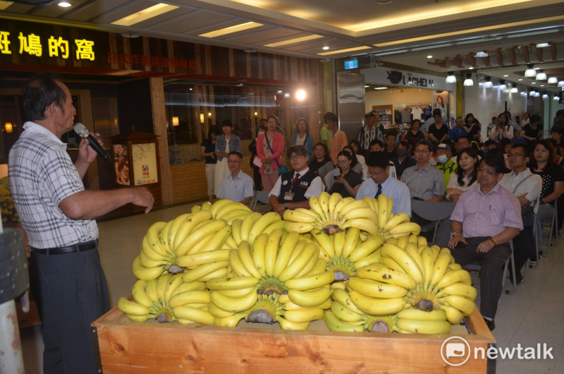 香蕉產量過剩，價格盪到谷底，農民苦不堪言。   圖：蔡坤龍/攝