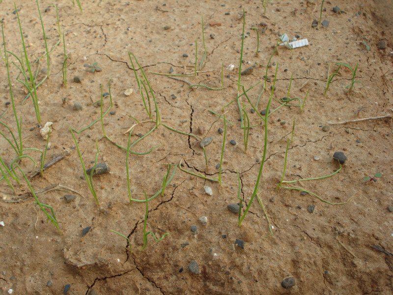洋蔥苗雨後易發生軟腐病，造成植株倒伏。   圖：高雄市農改場提供