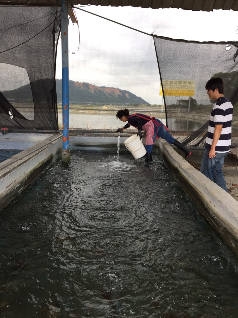 台中市政府農業局今前往台中市4處大閘蟹養殖場進行抽檢。 圖 : 台中市政府/提供