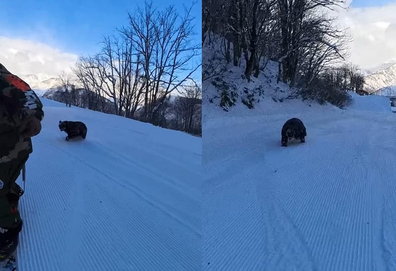 日本職業滑雪選手黑木誠最近在長野縣滑雪場滑雪時，一頭黑熊突然出現在滑雪道上追趕他。   圖：翻攝自mk2black/IG