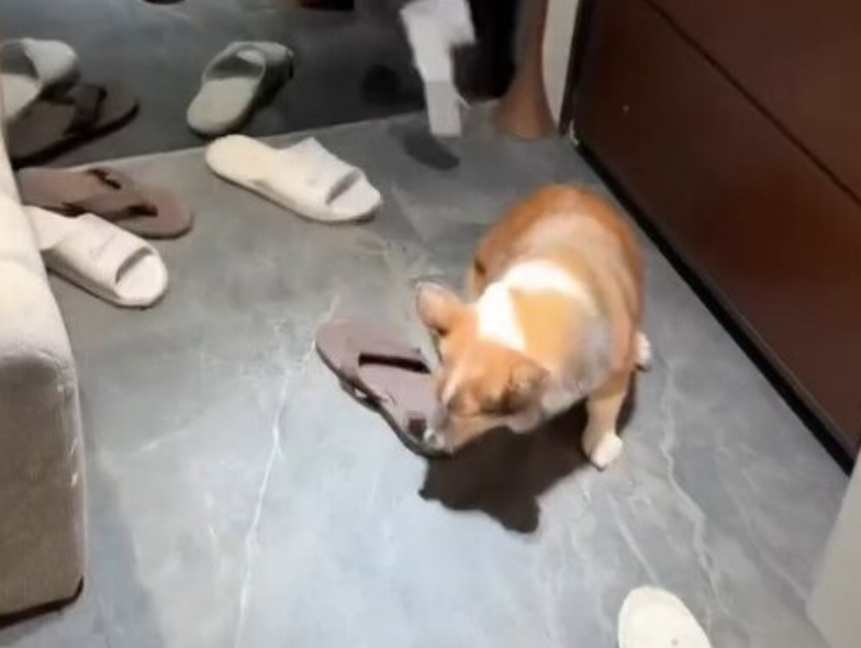 柯基遭虐引眾怒，茶聚總經理吳致宏火速停權加盟主，承諾負擔安置醫療費。   圖：翻攝自Threads