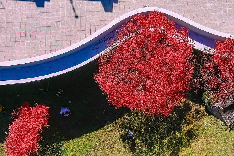 台中高海拔的福壽山農場楓葉轉紅，從上空看下來幾乎整個山谷被楓葉染紅。&nbsp;&nbsp;&nbsp;圖：取自福壽山農場臉書
