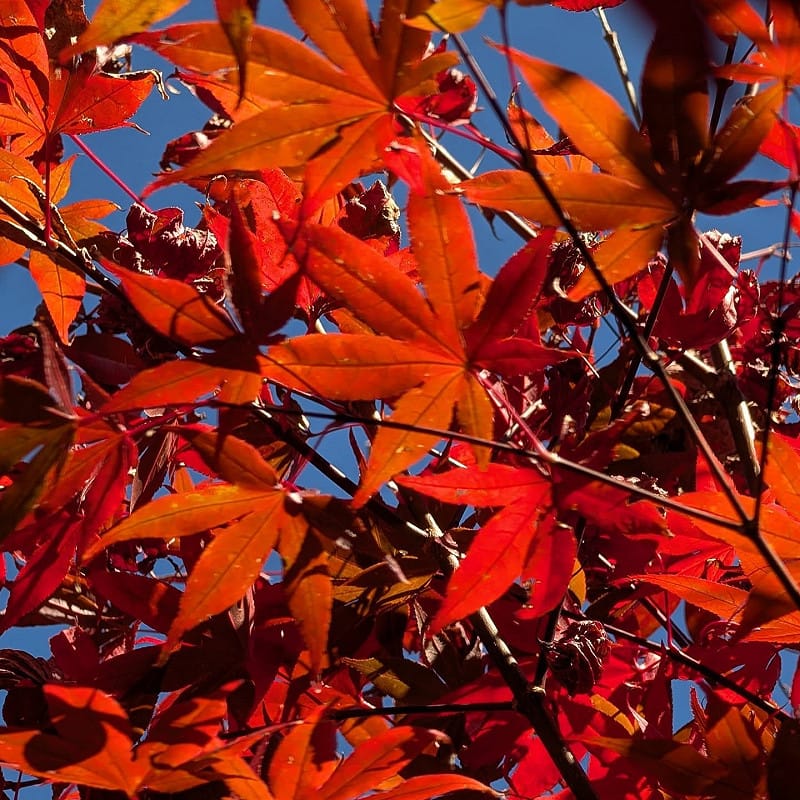 今年10月底開始，福壽山農場染上秋色。&nbsp;&nbsp;&nbsp;圖：取自福壽山農場臉書