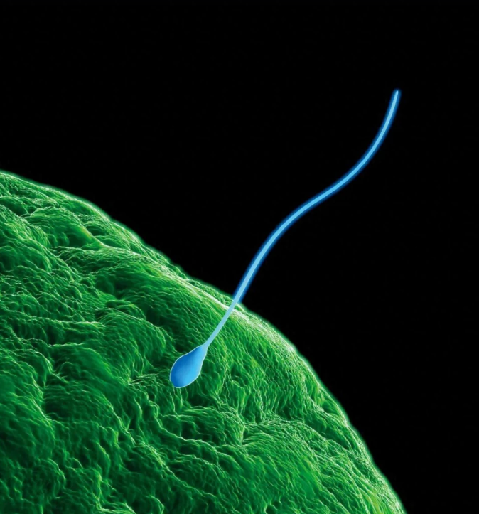 一名代碼為「7069」的丹麥捐精者，在長達 17 年間向歐洲多國診所供應精子，其部分精子攜帶罕見致癌基因突變，導致至少近 200 名透過捐精出生的兒童面臨極高癌症風險，部分孩童已不幸病逝。&nbsp;&nbsp;&nbsp;圖:翻攝自中國新聞周刊