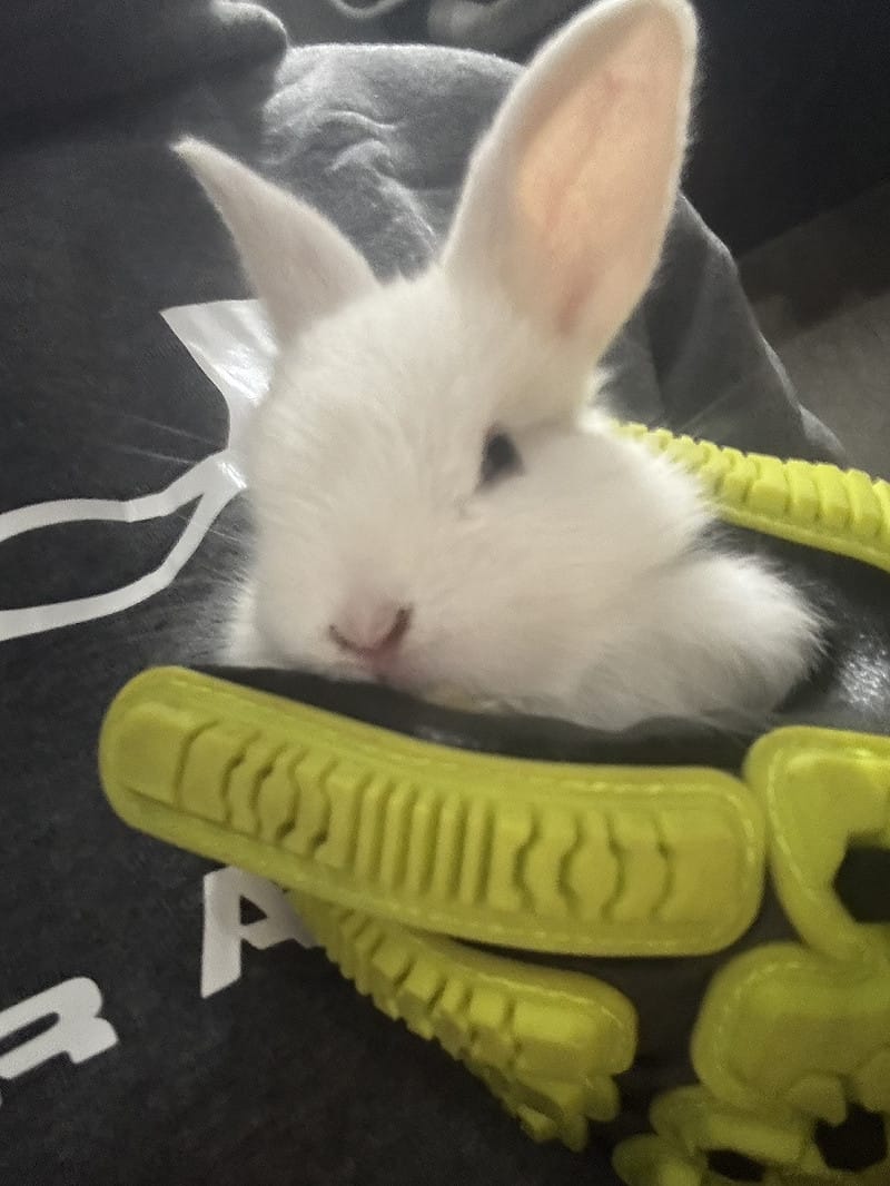 存活的45隻兔子由動保所收容安置。&nbsp;&nbsp;&nbsp;圖：取自新竹縣流浪動物珍愛協會臉書