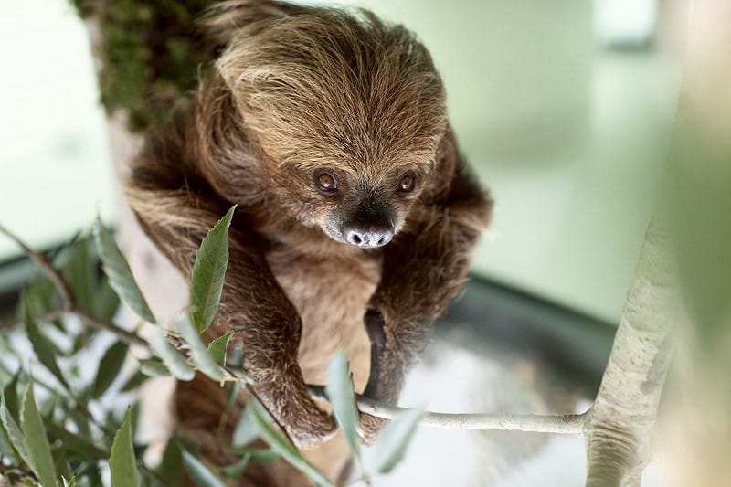 在「樹懶食光屋」可與樹懶共餐。&nbsp;&nbsp;&nbsp;圖：高雄市觀光局/提供