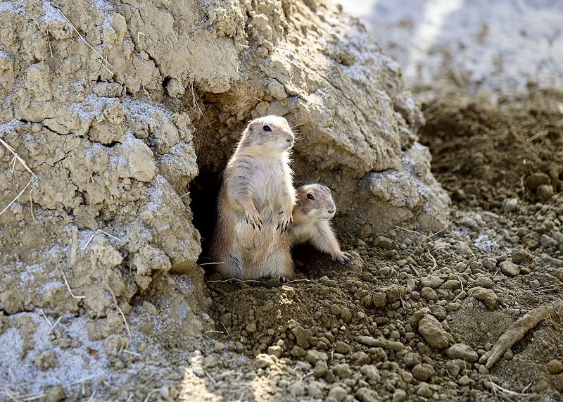 土撥鼠探頭期盼與大小朋友見面。&nbsp;&nbsp;&nbsp;圖：高雄市觀光局/提供