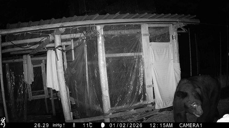 依據紅外線影像發現黑熊頭部有打鬥傷痕，研判身形為成年黑熊。&nbsp;&nbsp;&nbsp;圖：林業署嘉義分署／提供