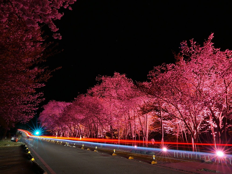 今年武陵農場櫻花季疏運期間自2月13日開始，到3月1日結束。&nbsp;&nbsp;&nbsp;圖：交通部／提供