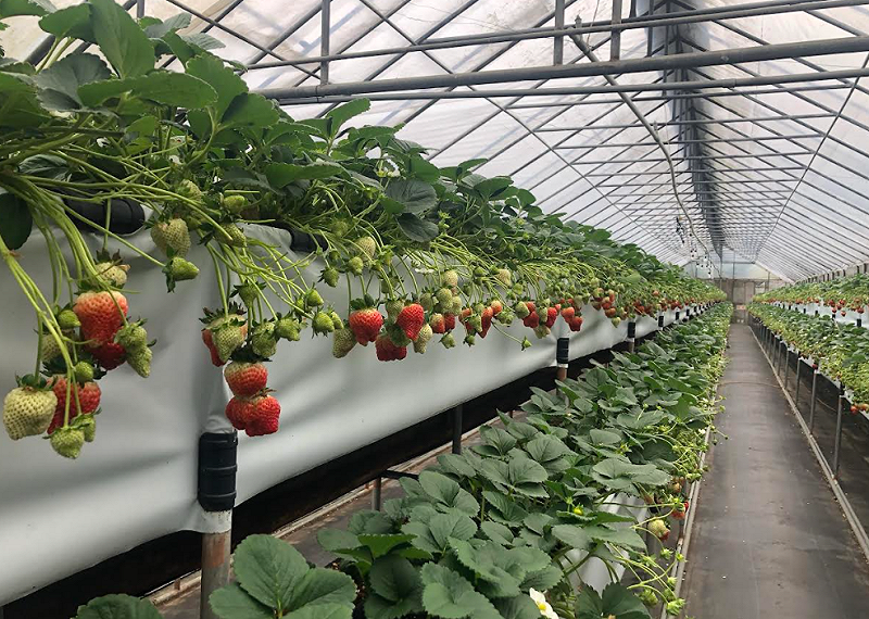 北部冬季多雨，露天栽培病害不易防治，當地農民大多採用溫室高架栽培。&nbsp;&nbsp;&nbsp;圖：農業部農糧署北區分署/提供