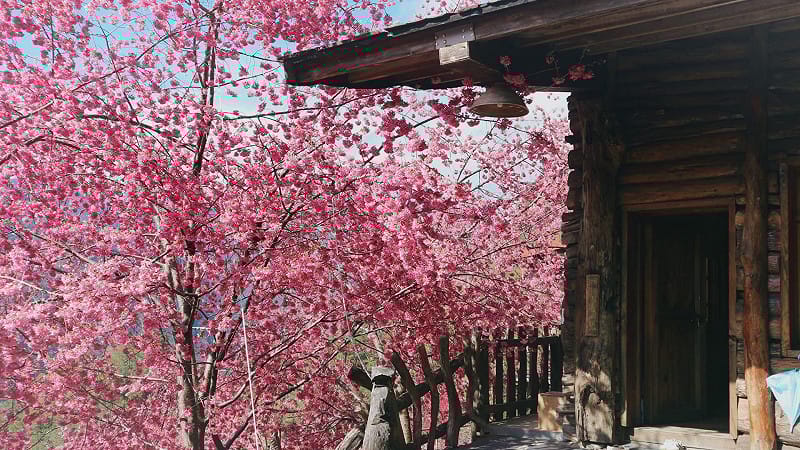 2026年司馬庫斯櫻花季的車輛通行證將在1月19日上午9時起開放網路登記。&nbsp;&nbsp;&nbsp;圖：翻攝自司馬庫斯臉書粉專