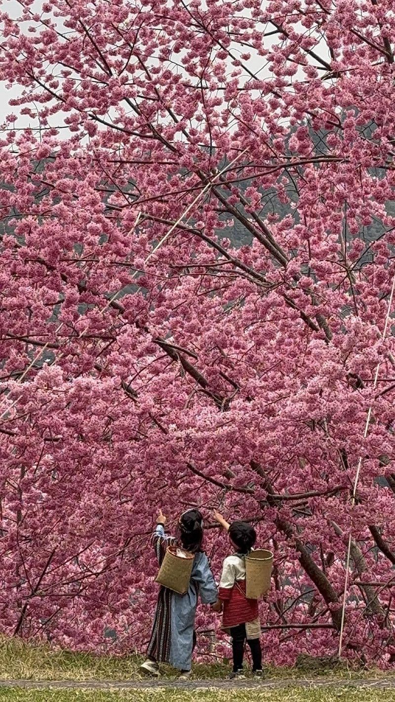 櫻花季期間，司馬庫斯將實施夜間淨空管制。&nbsp;&nbsp;&nbsp;圖：翻攝自司馬庫斯臉書粉專