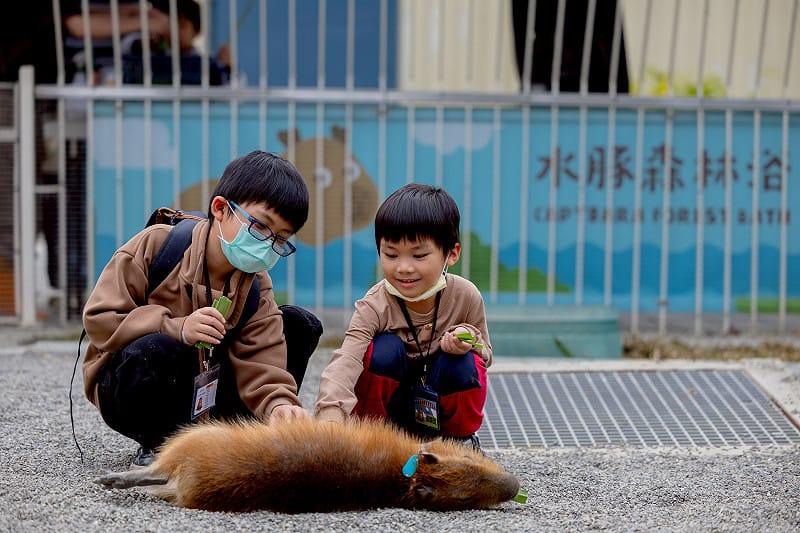 小朋友餵食及撫摸水豚。&nbsp;&nbsp;&nbsp;圖：高雄市觀光局/提供