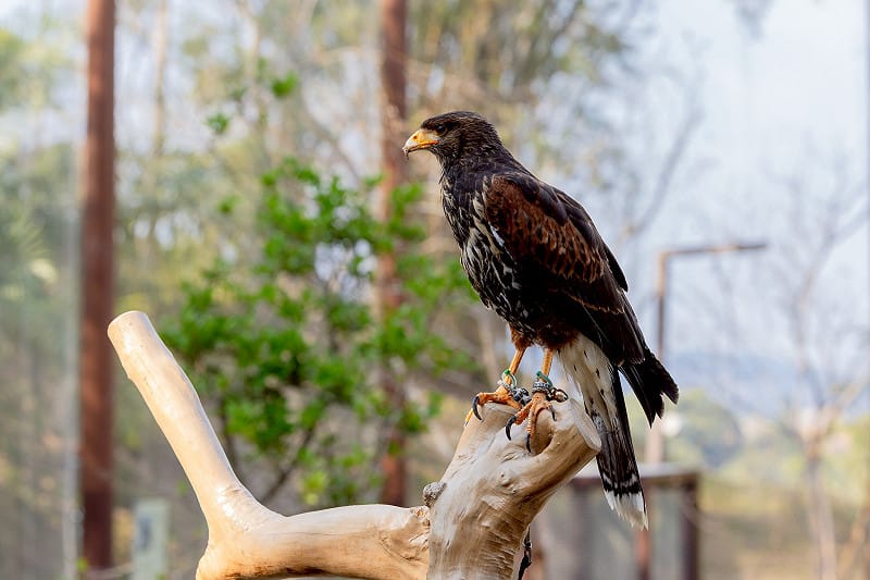 哈里斯鷹在棲架上眺望。&nbsp;&nbsp;&nbsp;圖：高雄市觀光局/提供