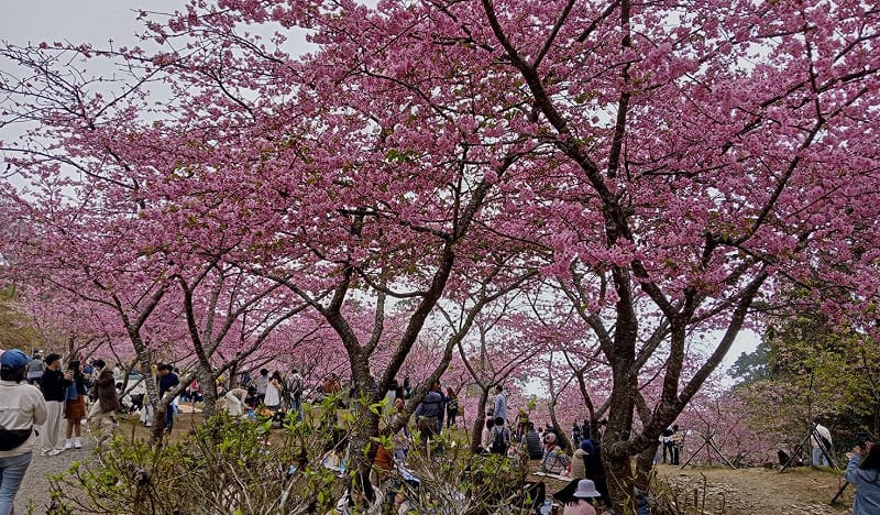 桃源櫻花季活動今年主打河津櫻，園區內並栽植吉野櫻、粉紅佳人及台灣原生種山櫻花等多樣品種。&nbsp;&nbsp;&nbsp;圖：高雄市桃源區公所/提供