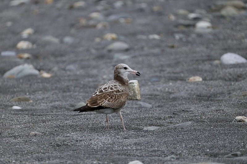 入冬以來，台東卑南溪出海口出現成群黑尾鷗覓食，有眼尖鳥友發現，其中一隻黑尾鷗胸前有異物，遠看以為是只杯子，仔細觀察，鳥身被疑似釣魚線及保麗龍套住，影響其正常行動與覓食能力。（鳥友提供）中央社記者李先鳳傳真　115年2月1日&nbsp;&nbsp;&nbsp;