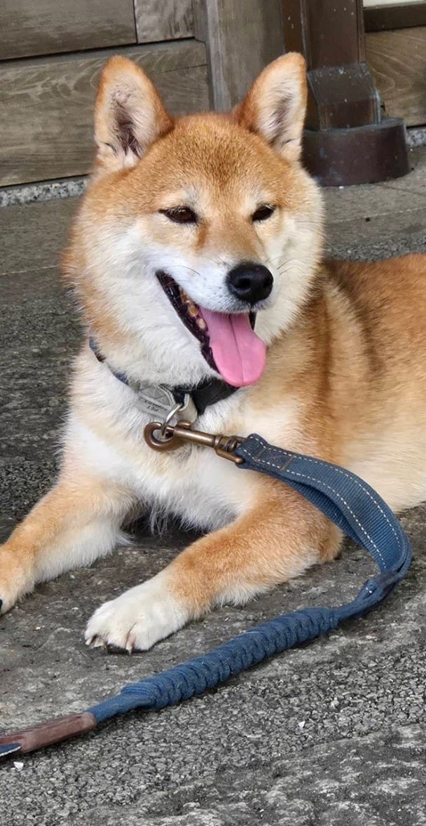 感通寺的可愛豆柴，以熱情歡迎每位參拜者。&nbsp;&nbsp;&nbsp;圖：感通寺/提供