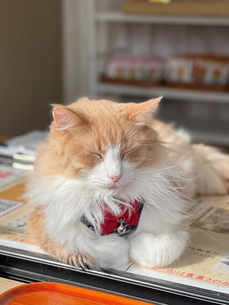 妙義神社代表的貓咪。&nbsp;&nbsp;&nbsp;圖：東京駒込妙義神社/提供