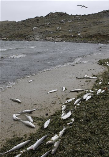 貝加爾湖現正面臨嚴重的污染危機，許多魚類死於汙染。   圖：達志影像/美聯社