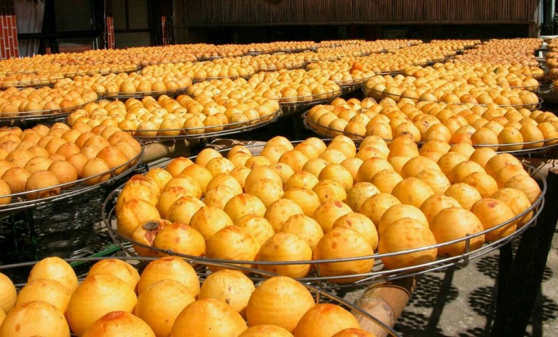 新埔鎮柿餅加工已有百年歷史。圖為日曬柿餅。   圖：新埔鎮農會/提供